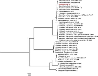 Integrated Genomic and Greenhouse Assessment of a Novel Plant Growth-Promoting Rhizobacterium for Tomato Plant